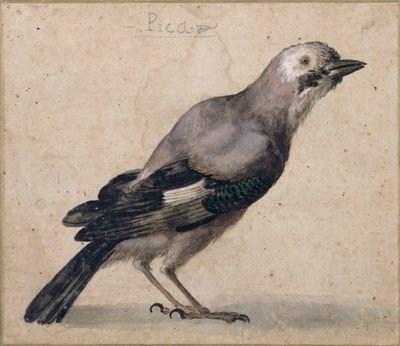 Una ghiandaia da Benedetto Luti
