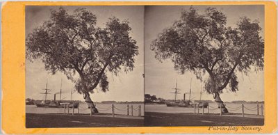 Salice. Piantato dal Com. Perry e altri sopravvissuti della battaglia del Lago Erie, per segnare il luogo di sepoltura dei caduti. da Benedict
