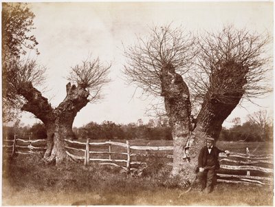 Un albero di siepe, 1852 da Benjamin Brecknell Turner