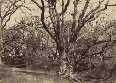 Pepperharrow Park, Surrey, 1852-54 da Benjamin Brecknell Turner