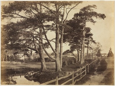 Pini scozzesi, Hawkhurst da Benjamin Brecknell Turner