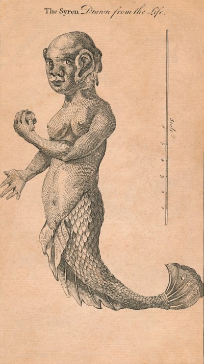 La sirena disegnata dal vivo, 1759 da Benjamin Cole