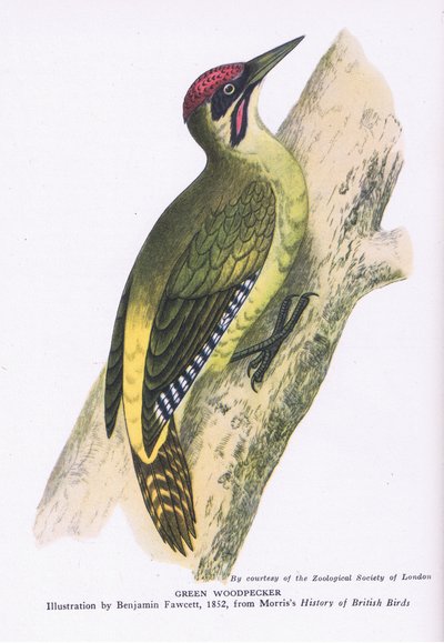 Picchio verde, Natura in Gran Bretagna pubblicata da Collins da Benjamin Fawcett