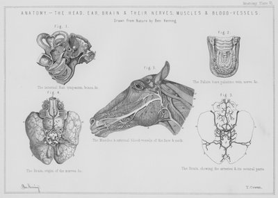 Anatomia, la testa, l