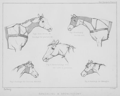 Bendaggio e tracheotomia da Benjamin Herring