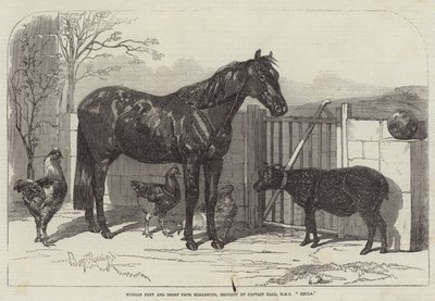 Pony russo e pecore da Bomarsund, portati dal Capitano Hall, HMS Hecla da Benjamin Herring