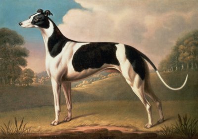 Levriero da Benjamin Killingbeck