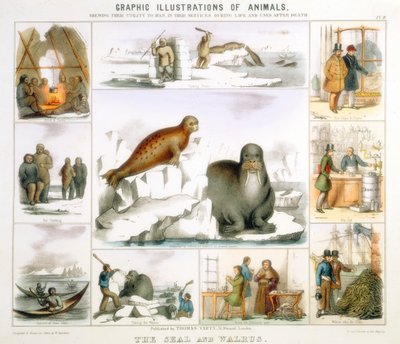La foca e il tricheco, c1850 da Benjamin Waterhouse Hawkins