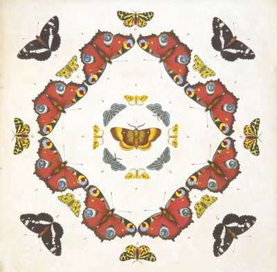 (dettaglio) da Tavola 1, da A Rare Depiction of Butterflies and Moths, pub. 1764 da Benjamin Wilkes