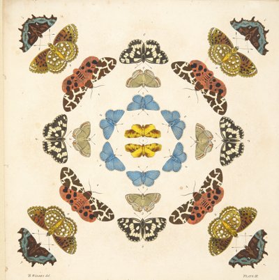Dettaglio dalla Tavola III, da Una rara rappresentazione di farfalle e falene, pub. 1764 da Benjamin Wilkes