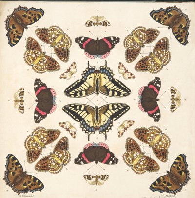 Dettaglio dalla Tavola II, da Una rara rappresentazione di farfalle e falene, pub. 1764 da Benjamin Wilkes