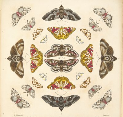Dettaglio dalla Tavola IV, da Una rara rappresentazione di farfalle e falene, pub. 1764 da Benjamin Wilkes
