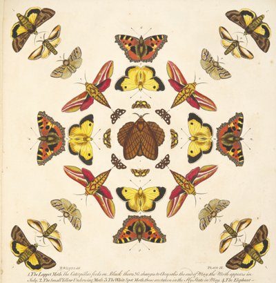 Dettaglio da Plate IX, da Una rara rappresentazione di farfalle e falene, pub. 1764 (incisione colorata a mano) da Benjamin Wilkes