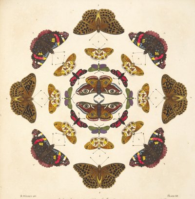 Dettaglio dalla Tavola VII, da Una rara rappresentazione di farfalle e falene, pub. 1764 da Benjamin Wilkes
