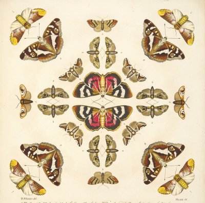 Dettaglio dalla Tavola VI, da Una rara rappresentazione di farfalle e falene, pub. 1764 da Benjamin Wilkes