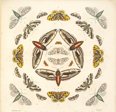Dettaglio dalla Tavola V, da Una rara rappresentazione di farfalle e falene, pub. 1764 da Benjamin Wilkes