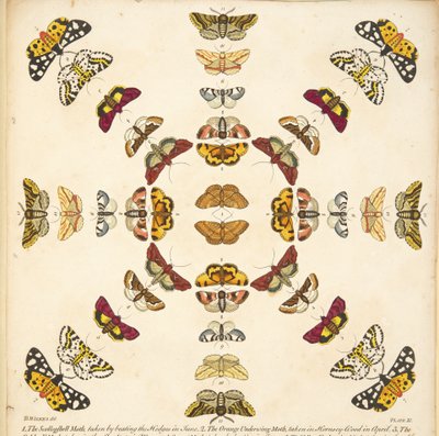 Dettaglio dalla Tavola XI, da Una rara rappresentazione di farfalle e falene, pub. 1764 (incisione colorata a mano) da Benjamin Wilkes