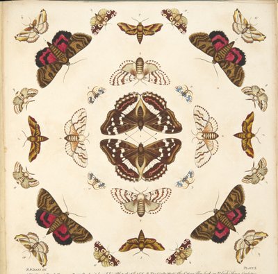 Dettaglio dalla Tavola X, da Una rara rappresentazione di farfalle e falene, pub. 1764 da Benjamin Wilkes