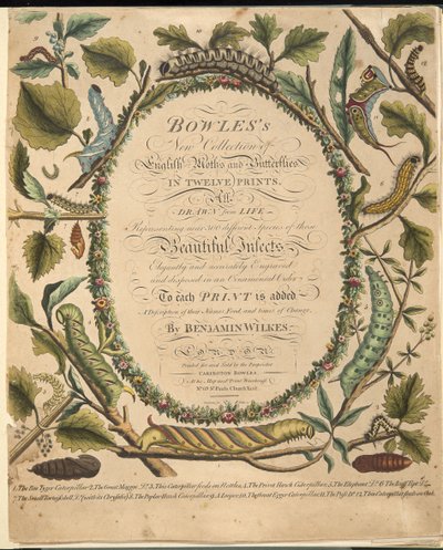 Frontespizio, da Una rara rappresentazione di farfalle e falene, pub. 1764 da Benjamin Wilkes