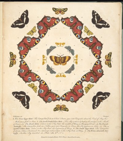 Tavola I, da Una rara rappresentazione di farfalle e falene, pub. 1764 da Benjamin Wilkes