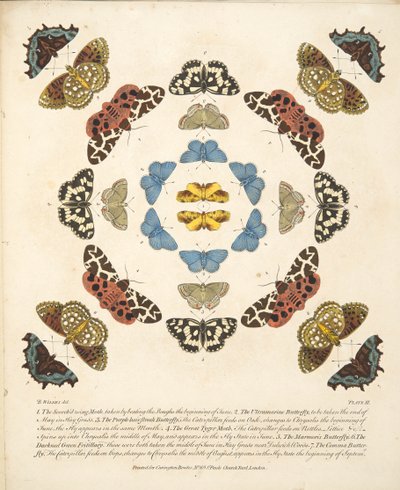 Tavola III, da Una rara rappresentazione di farfalle e falene, pub. 1764 da Benjamin Wilkes