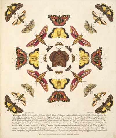 Tavola IX, da Una rara rappresentazione di farfalle e falene, pub. 1764 da Benjamin Wilkes