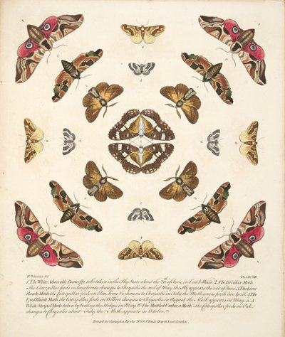 Tavola VIII, da Una rara rappresentazione di farfalle e falene, pub. 1764 da Benjamin Wilkes