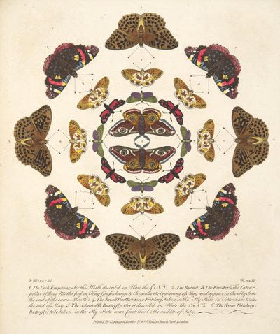 Tavola VII, da Una rara rappresentazione di farfalle e falene, pub. 1764 da Benjamin Wilkes