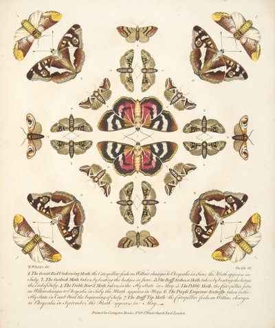 Tavola VI, da Una rara rappresentazione di farfalle e falene, pub. 1764 da Benjamin Wilkes