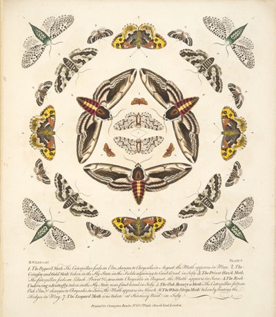 Tavola V, da Una rara rappresentazione di farfalle e falene, pub. 1764 da Benjamin Wilkes