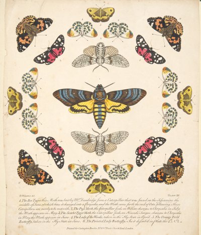 Tavola XII, da Una rara rappresentazione di farfalle e falene, pub. 1764 da Benjamin Wilkes