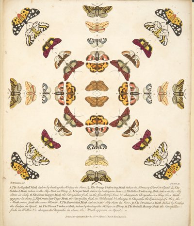 Tavola XI, da Una rara rappresentazione di farfalle e falene, pub. 1764 da Benjamin Wilkes