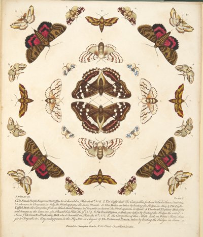 Tavola X, da Una rara rappresentazione di farfalle e falene, pub. 1764 da Benjamin Wilkes