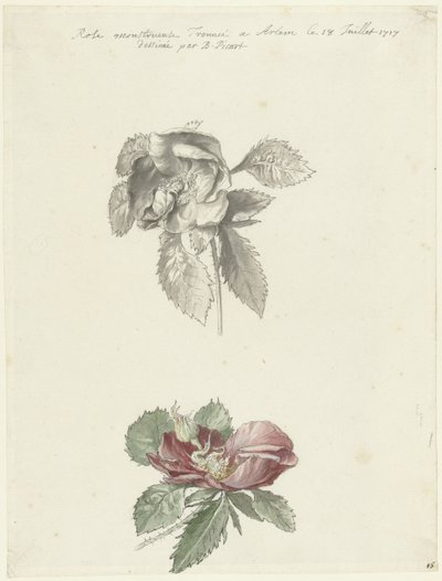Foglio di studio con una rosa da Bernard Picart