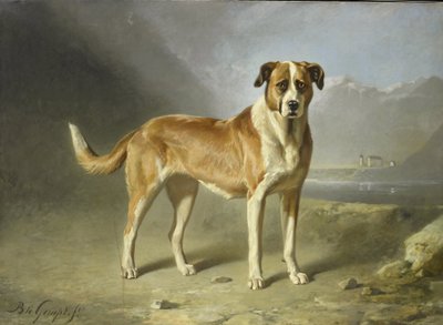 Un cane San Bernardo da Bernard te Gempt