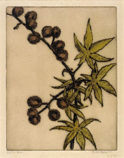 Fagiolo di ricino da Bertha E. Jaques