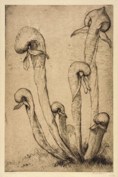 Darlingtonia da Bertha E. Jaques