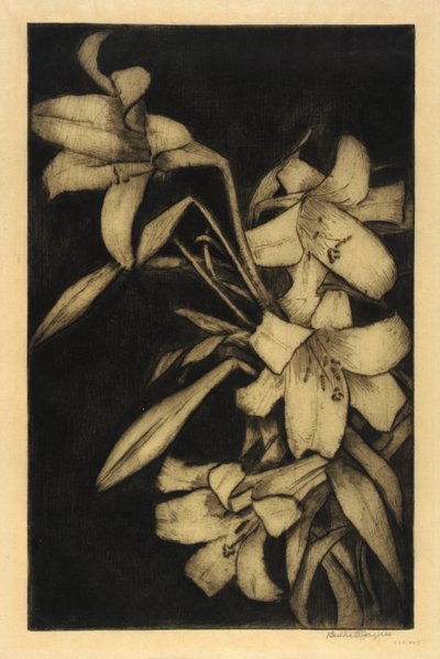 Gigli di Pasqua o della Madonna da Bertha E. Jaques