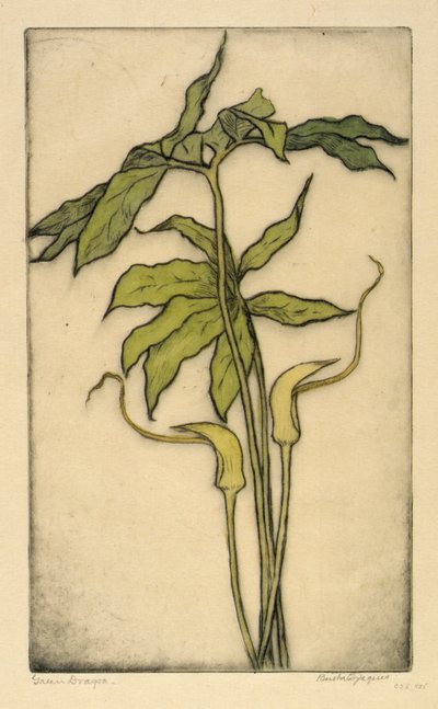 Drago Verde da Bertha E. Jaques