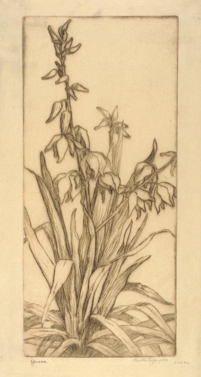 Yucca da Bertha E. Jaques