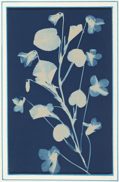 Senza titolo, c. 1900 (foto) da Bertha Jaques