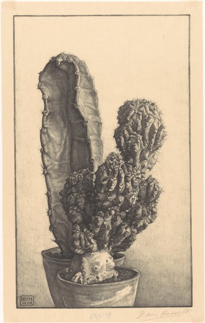 Cactus da Bertha van Hasselt (signed by artist)
