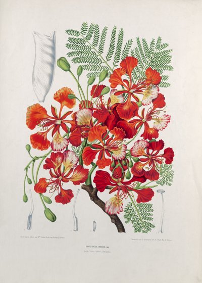 Poinciana Regia, illustrazione da Fleurs, Fruits et Feuillages Choises de la Flore et de la Pomone de l