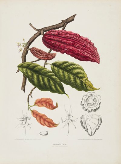 Theobroma, albero di cacao da Berthe Hoola van Nooten