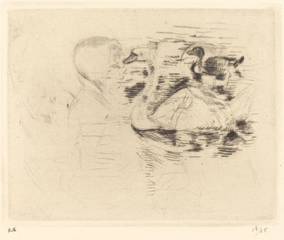 Cigni nell