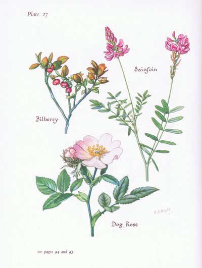 Mirtillo, Rosa canina, Onobrychis da Bessie D. Inglis