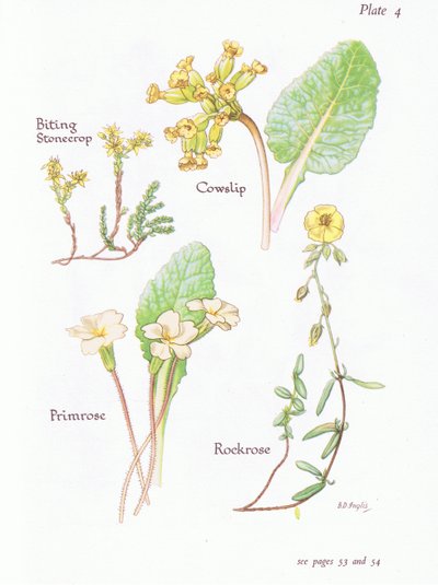 Sedum acre, Primula veris, Eliantemo, Primula, 1951 da Bessie D. Inglis