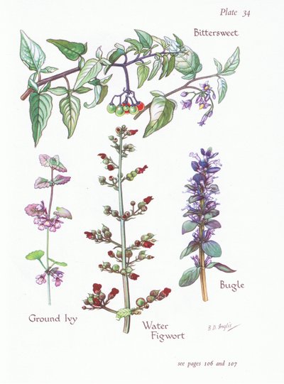 Solano dolceamaro, Edera terrestre, Bugola, Scrofularia acquatica da Bessie D. Inglis
