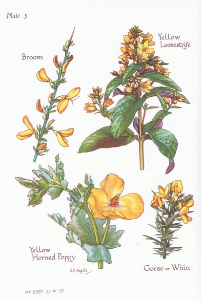 Ginestra, Ginestrone, Lysimachia, Papavero cornuto giallo, 1951 da Bessie D. Inglis