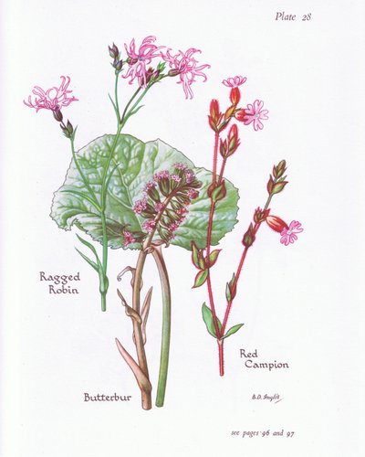 Farfaraccio, Lychnis flos-cuculi, Silene dioica da Bessie D. Inglis